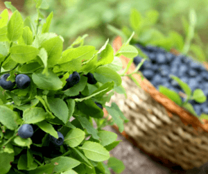 Heidelbeer-Extrakt zeigt die Heidelbeerpflanze und Heidelbeeren