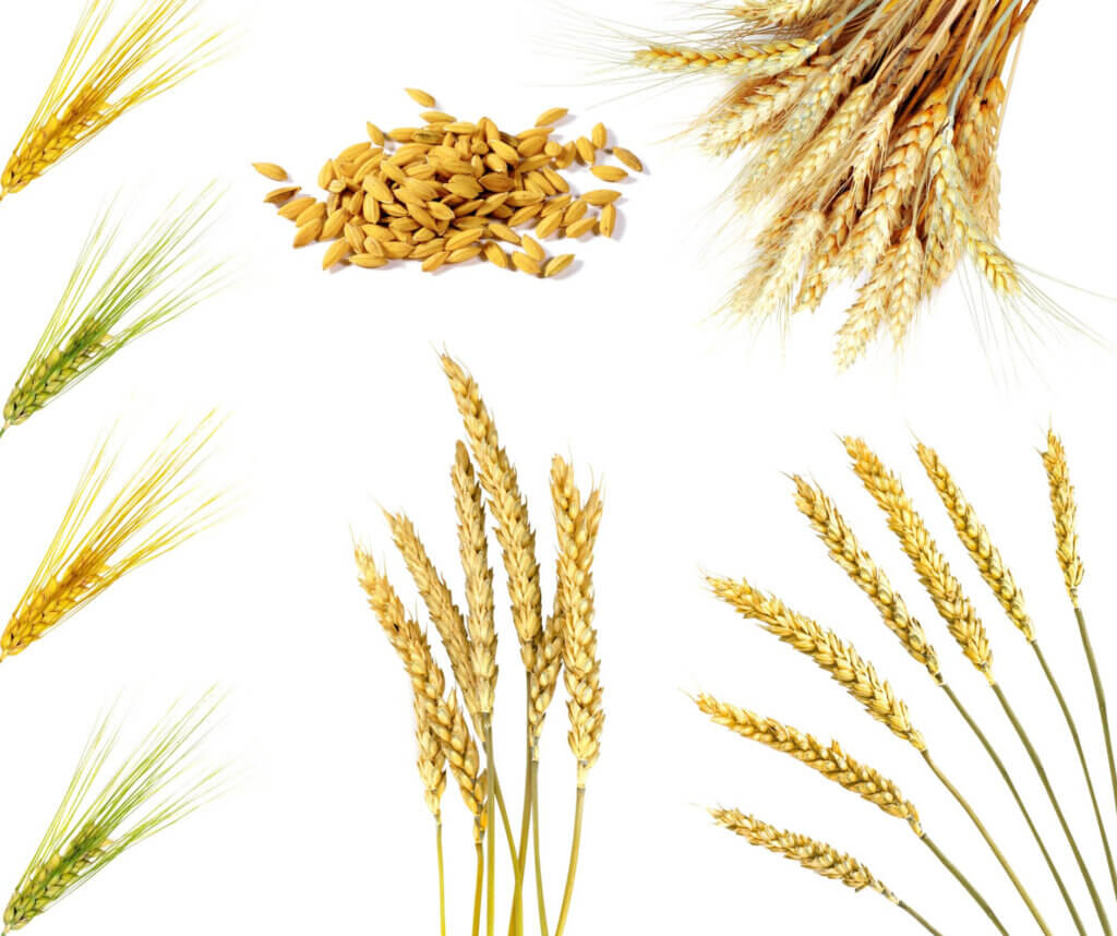 Weizenkeime gesund zeigt Weizenähren