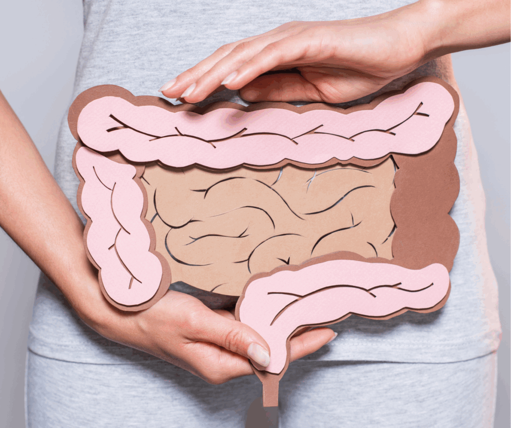 Darmaufbaukur zeigt den darm