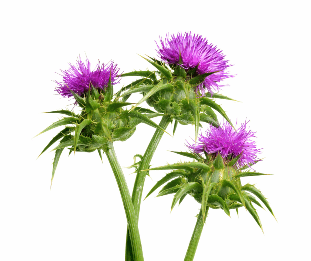 Mariendistel